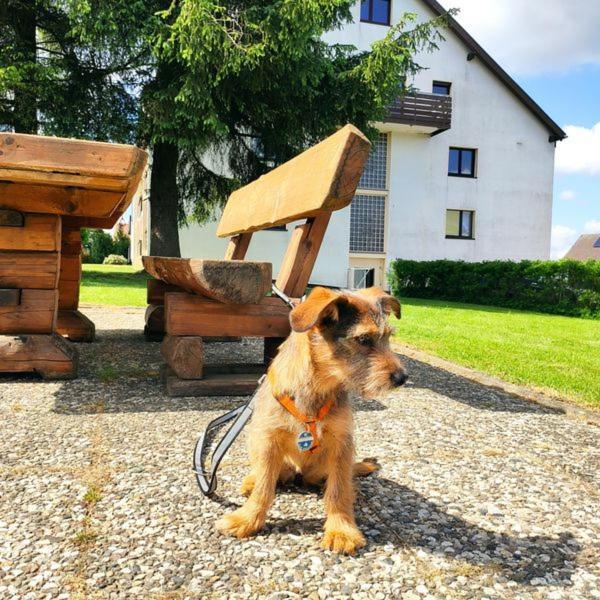 Ferienwohnung Harzluchs Mit Balkon, Netflix Und Sauna Im Haus Hohegeiß Zewnętrze zdjęcie